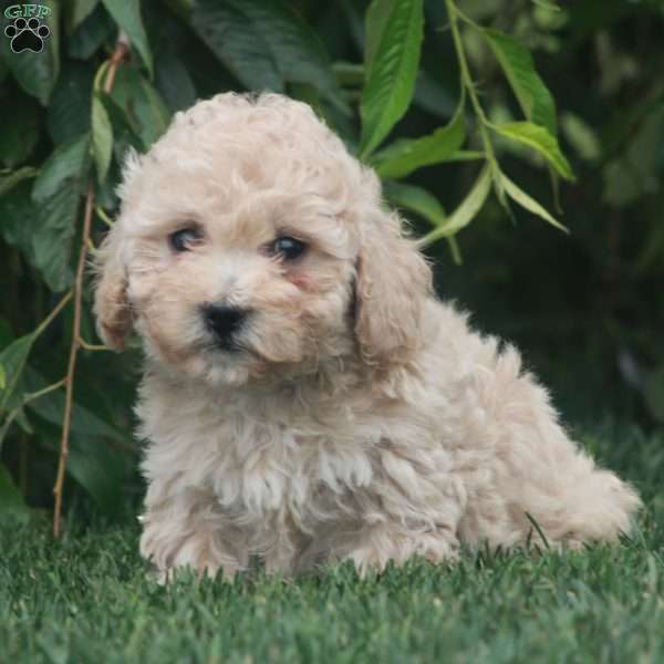 Claire, Toy Poodle Mix Puppy